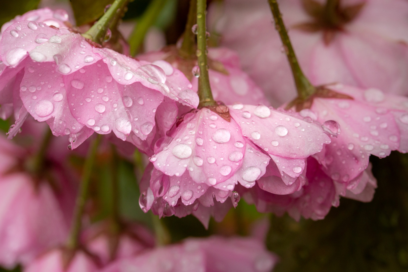 Prunus serrulata 'Kanzan'_24-04-2023_2.jpg