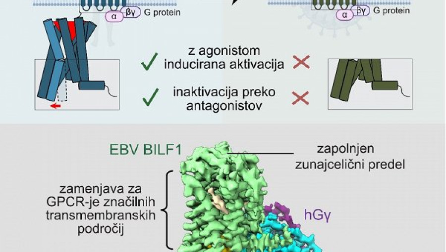 Primerjava strukturnih in funkcionalnih lastnosti receptorja BILF1.jpg