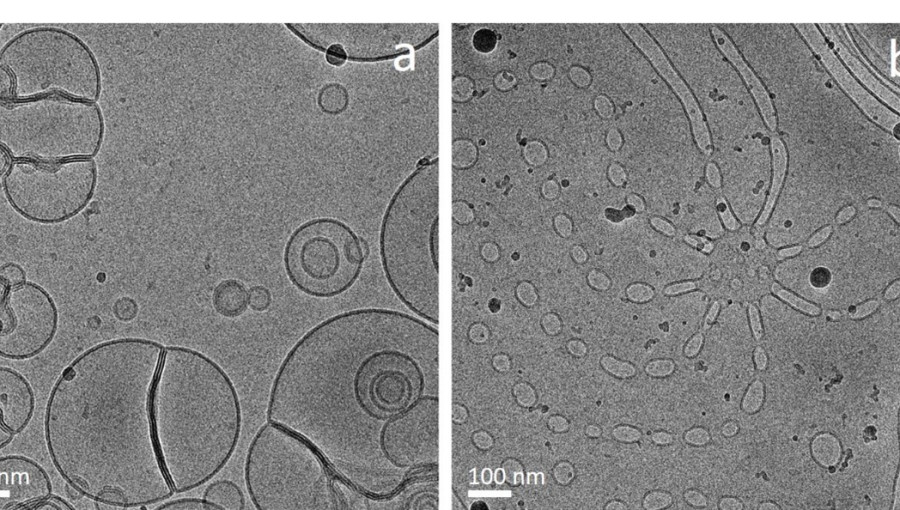 Hibridosomi iz sojinega lecitina, izolata iz smrekovih iglic in glicerola; liposomi iz sojinega lecitina, vode in glicerola.jpg