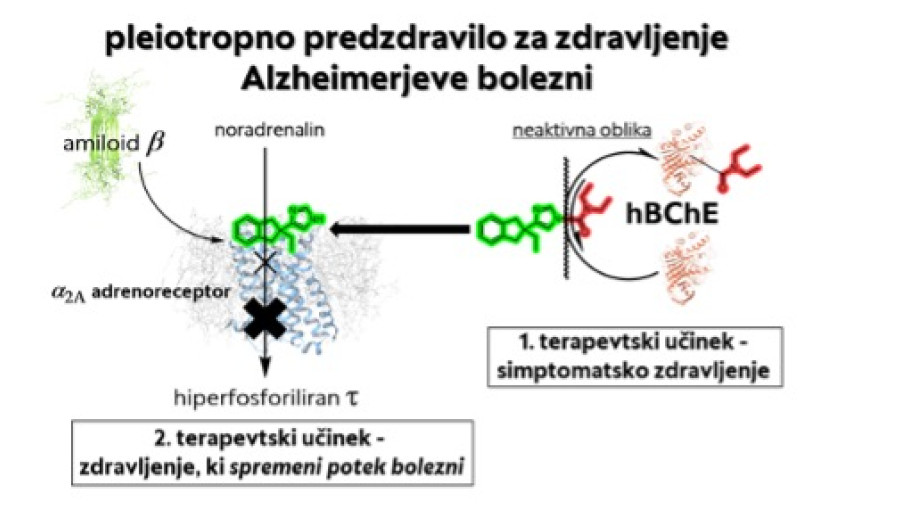 UL FFA alzheimer.jpg