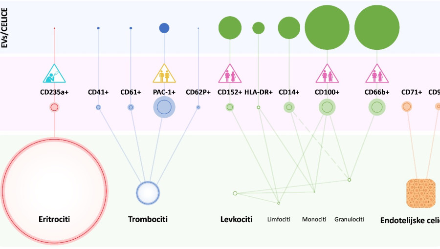 UL MF vezikli v krvi.jpg