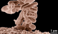 Antibiofilm-method_800x470.png