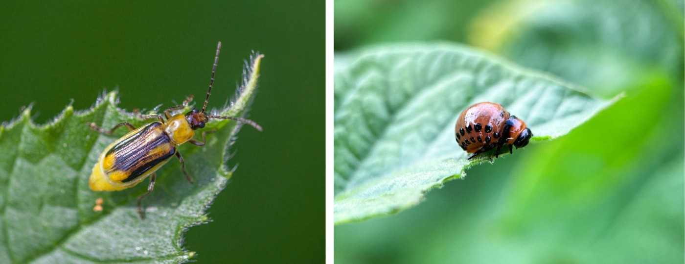 Novi biopesticidi za kontrolo rastlinskih škodljivcev