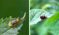 Novi biopesticidi za kontrolo rastlinskih škodljivcev