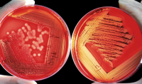 TT-Novel-antibacterials_800x470.png