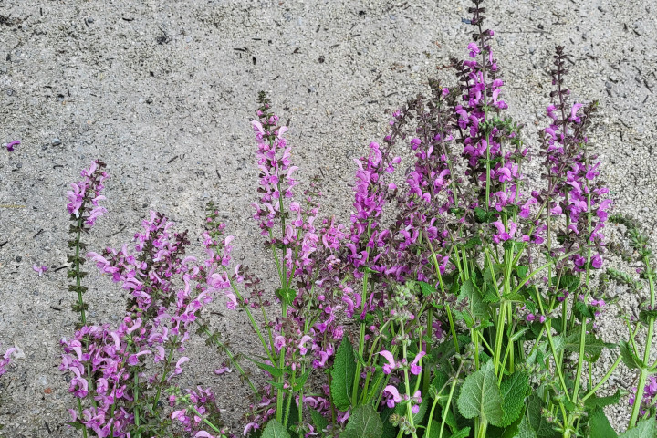 Fotografija travniške kadulje