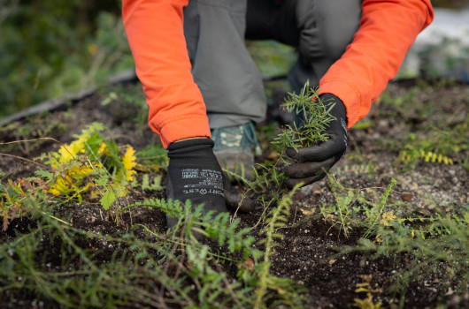 Rastline za ozelenitev