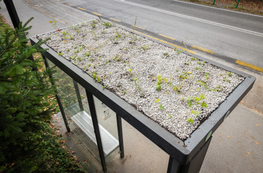 Ozelenitev nadstrešnice