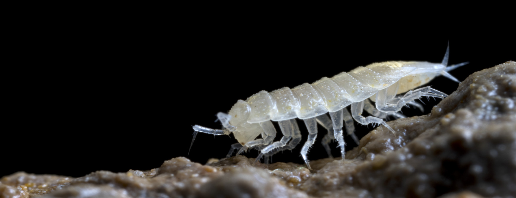 Trichoniscidae_Androniscus_SnežnaJamaNaRaduhi_2020_4_COMP.jpg