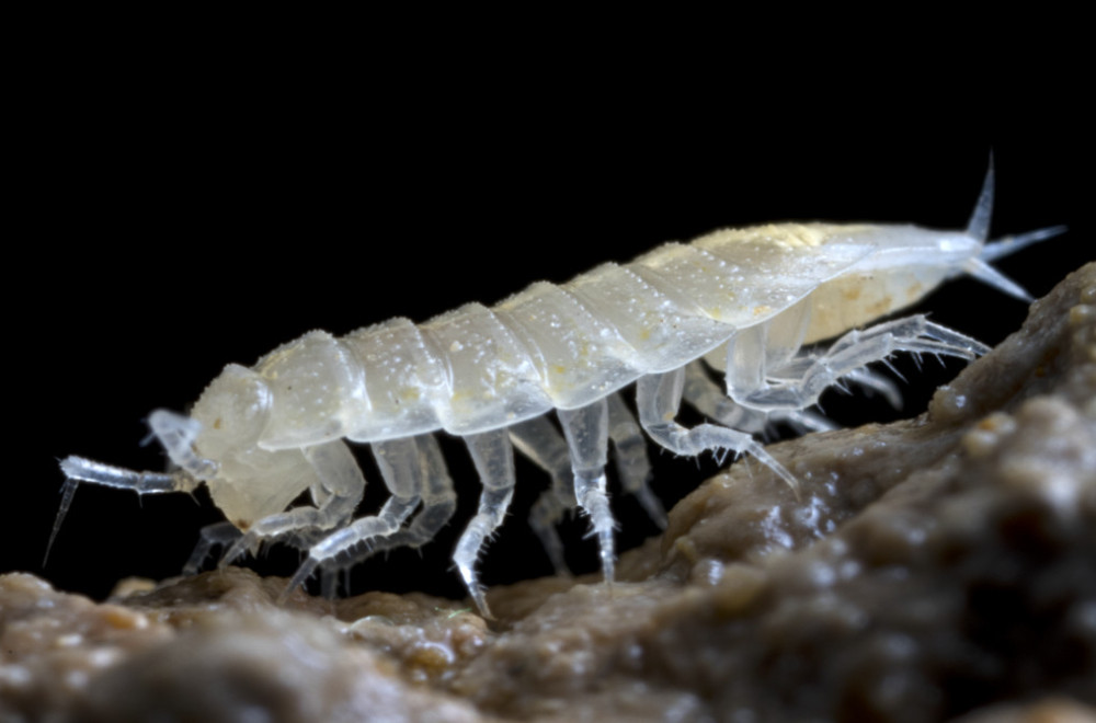 Trichoniscidae_Androniscus_SnežnaJamaNaRaduhi_2020_4_COMP.jpg
