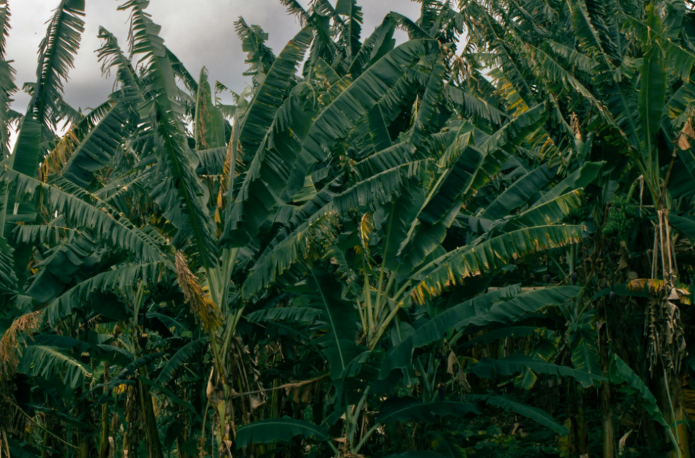 Banana plantation