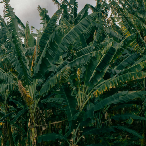 Banana plantation