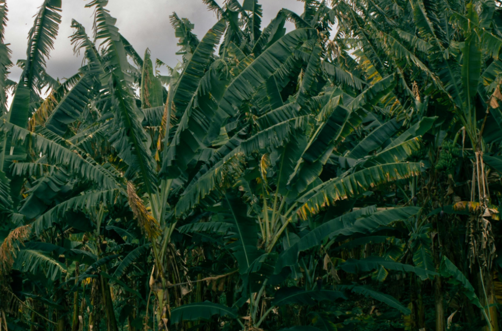 Banana plantation