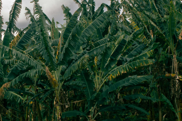 Banana plantation