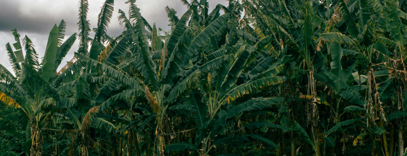 Banana plantation