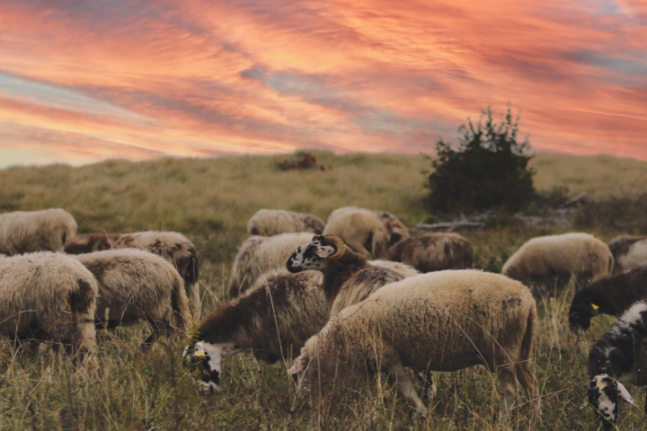 Sheep grazing