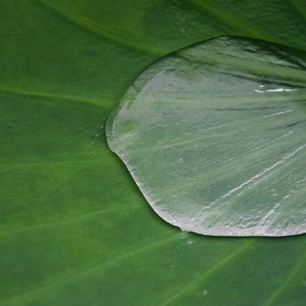 Water drop on the leaf