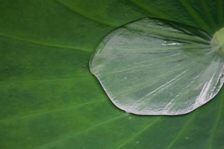 Water drop on the leaf