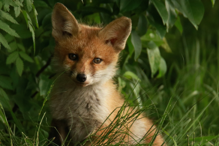 Fox
