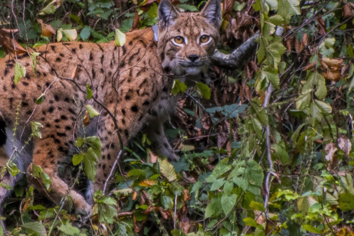 Lynx