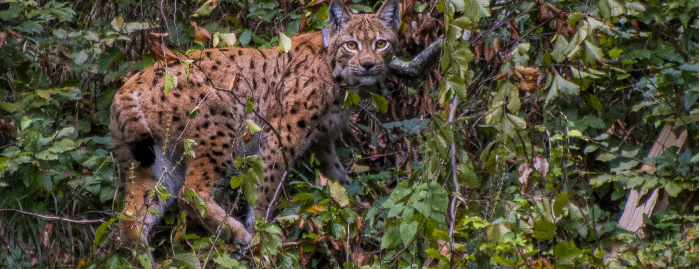 Lynx
