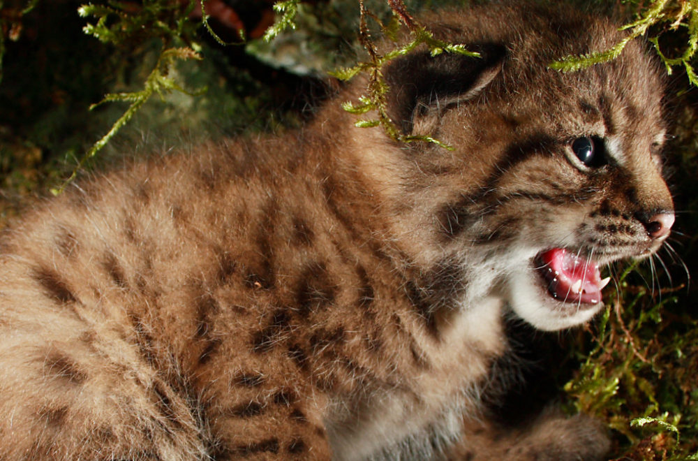 Lynx