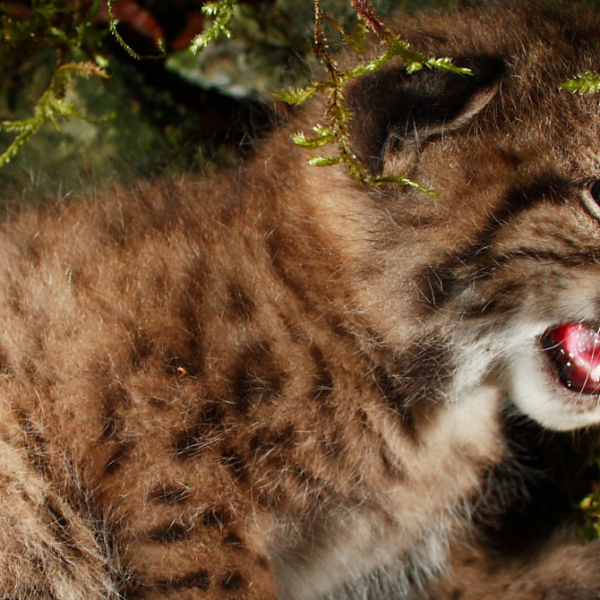 Lynx