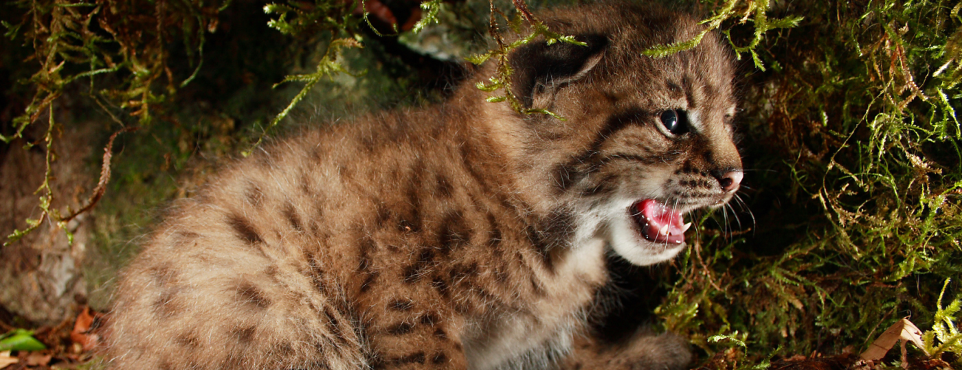 Lynx