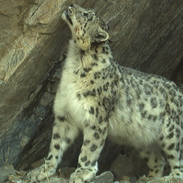 Snežni leopard