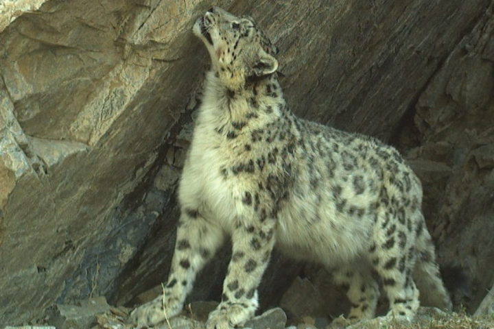 Snow leopard