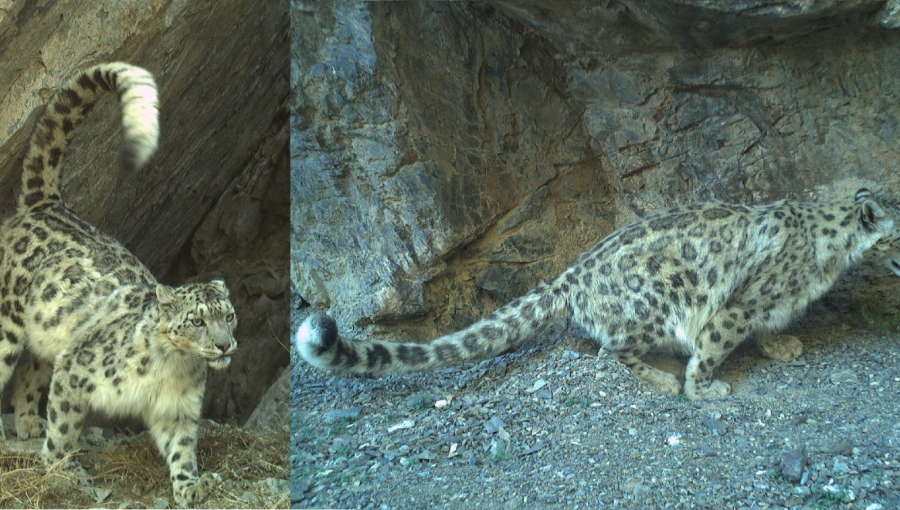 snežni leopard mobile (1).png