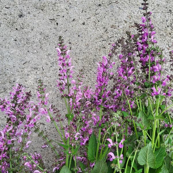 Photo of Salvia pratensis plant